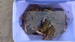 ガザミの釣果