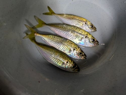 マアジの釣果