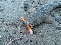 マゴチの釣果