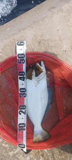 ヒラメの釣果