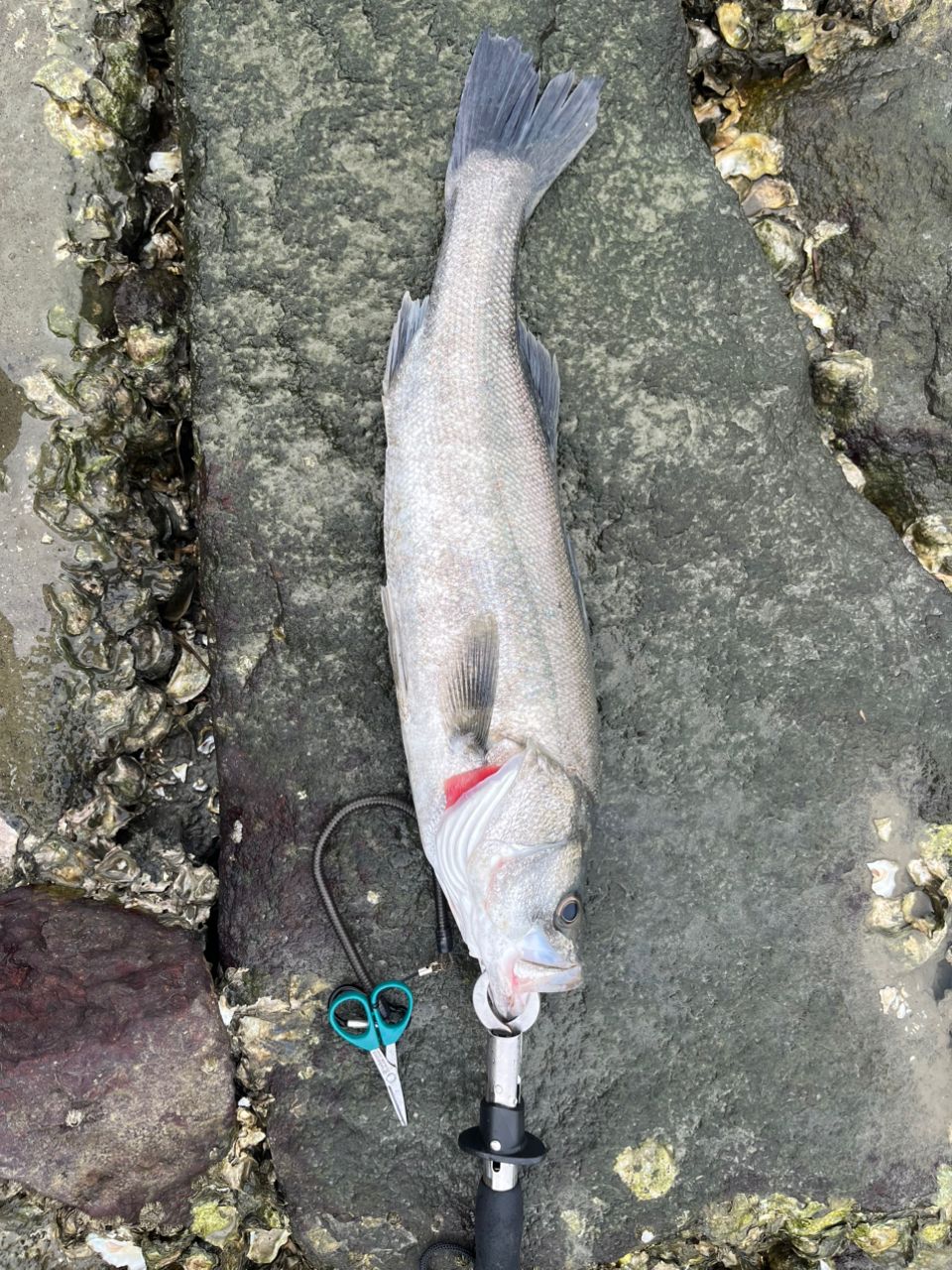 イスズミの釣果写真