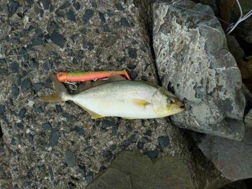 ネリゴの釣果