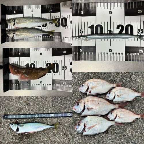 アジの釣果