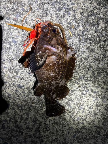 オウゴンムラソイの釣果