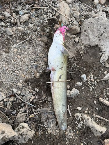 ナマズの釣果