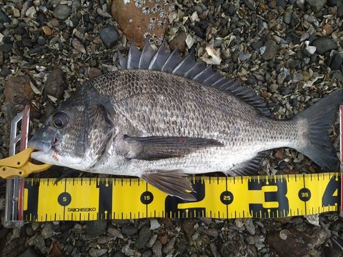 チヌの釣果