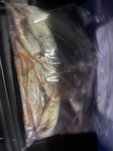 スルメイカの釣果