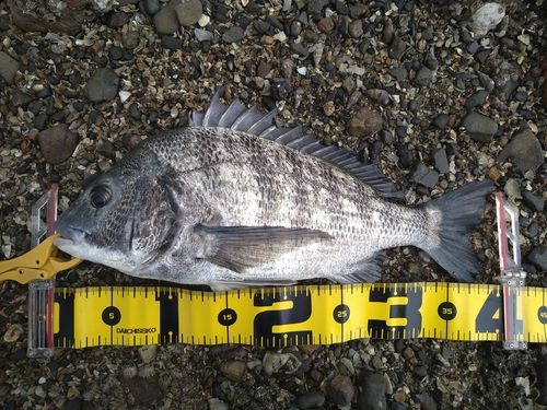 チヌの釣果