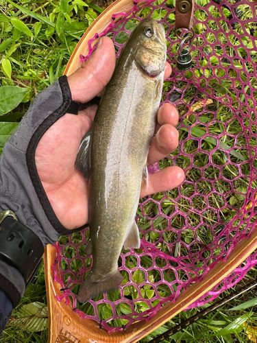ヤマメの釣果