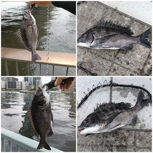 チヌの釣果