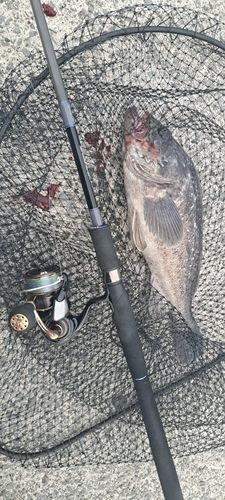 クロソイの釣果