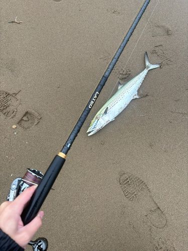 サゴシの釣果