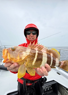 アオハタの釣果