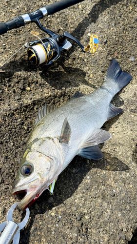 ヒラスズキの釣果