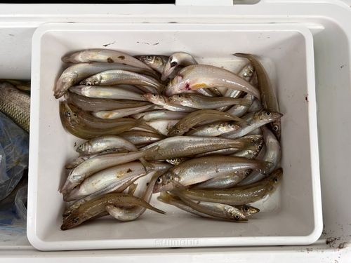 No Bite, No Fish さんの釣り人プロフィール - アングラーズ | 釣果600