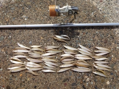 シロギスの釣果