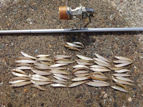 シロギスの釣果