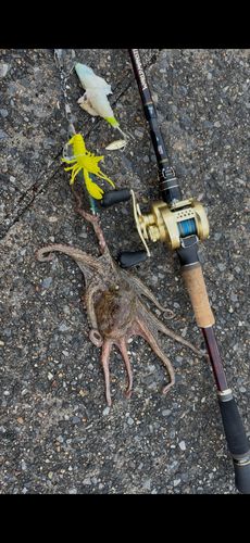 タコの釣果