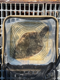 クロガシラガレイの釣果