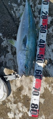 イナダの釣果