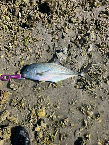 オニヒラアジの釣果