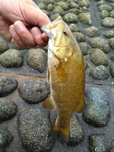 香芝野池群で釣れたスモールマウスバスの釣り・釣果情報