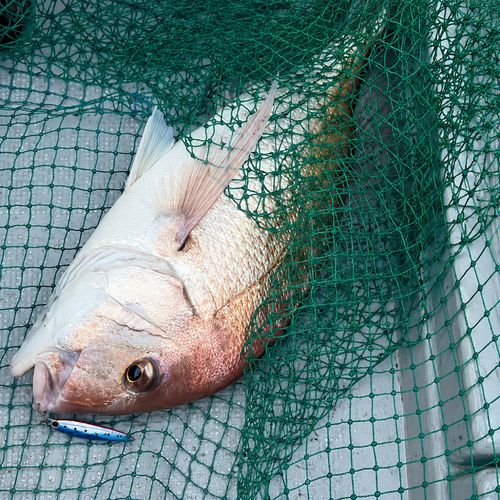 タイの釣果