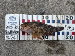 カサゴの釣果