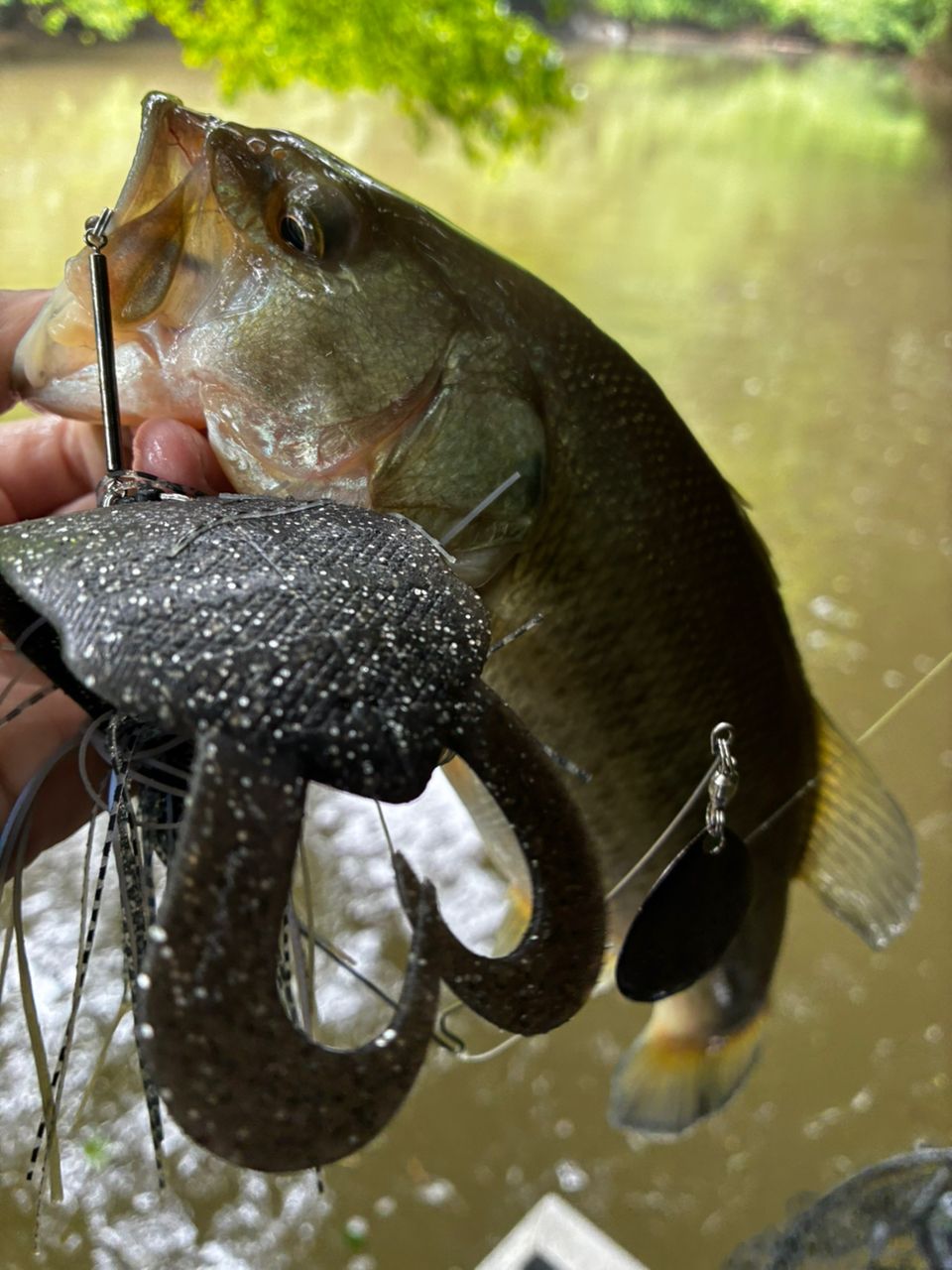 ブラックバスの釣果写真