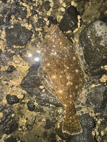 ソゲの釣果