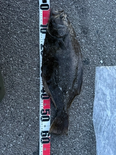 ヒラメの釣果
