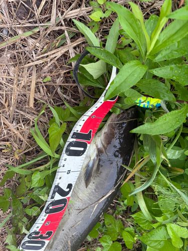 マナマズの釣果