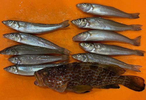 キスの釣果