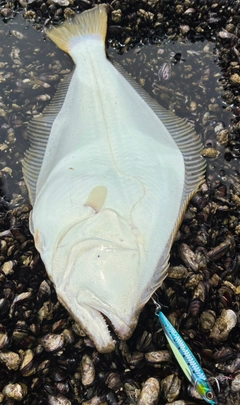 ヒラメの釣果