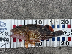 カサゴの釣果