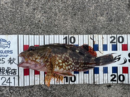 カサゴの釣果