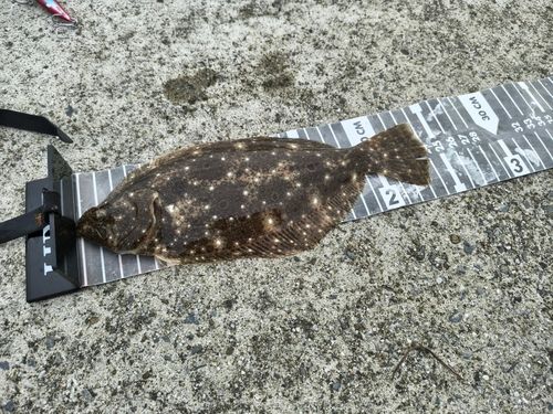 ソゲの釣果
