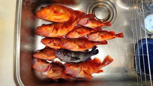 カサゴの釣果