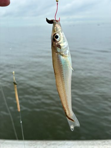 キスの釣果