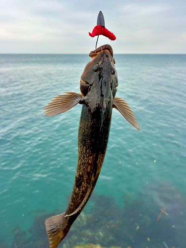 アイナメの釣果