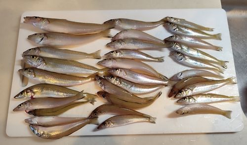 キスの釣果