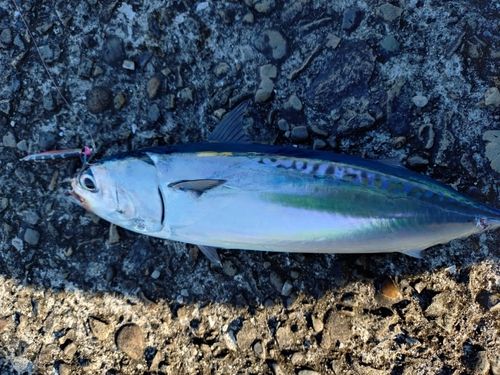 ソウダガツオの釣果