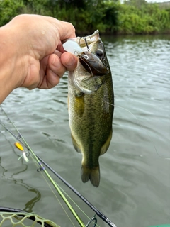 ラージマウスバスの釣果