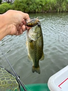 ラージマウスバスの釣果