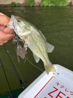 ラージマウスバスの釣果