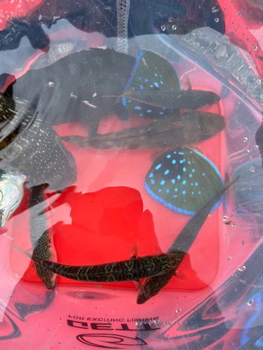 ホウボウの釣果