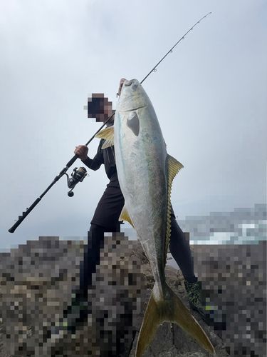 ブリの釣果