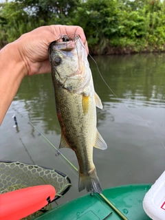 ラージマウスバスの釣果