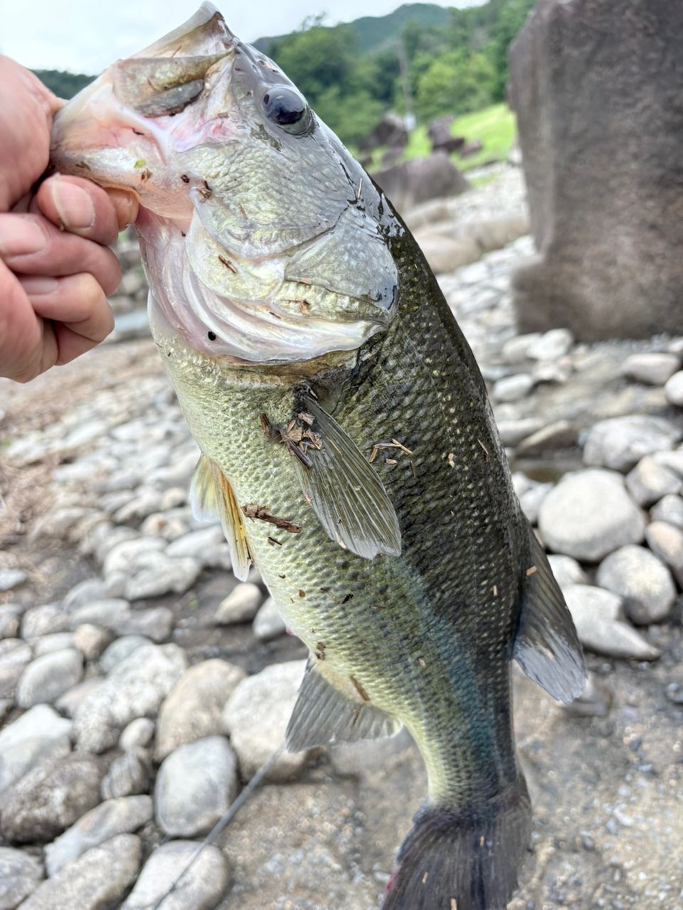 ブラックバスの釣果写真