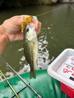 ラージマウスバスの釣果